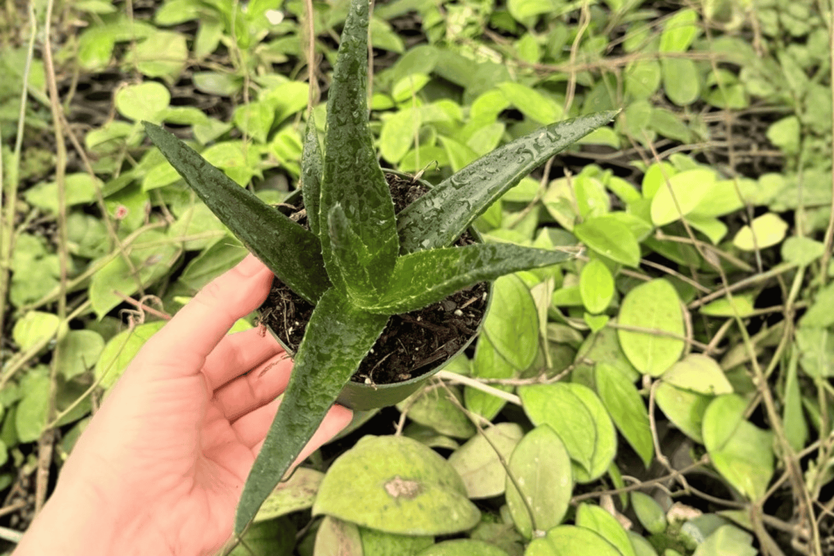 Aloe Black Gem 2-Plant Bundle in 4-Inch Pots | Fully Established Roots