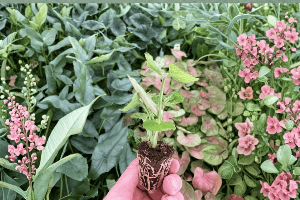 Syngonium Mango Allusion - 2 Live Starter Plants, Bare Root (2-Inch); Tropical Aroid