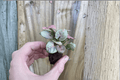 Syngonium Neon Robusta Starter Live Plants – 2-Pack (2-inch Pots)