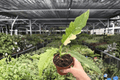 Philodendron Ring of Fire – 2 Exact Live Plants in 4-Inch Pots