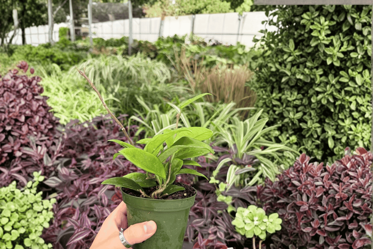 Hoya carnosa 'Jade' – 2 Live 4-Inch Pots (Exact Plants)