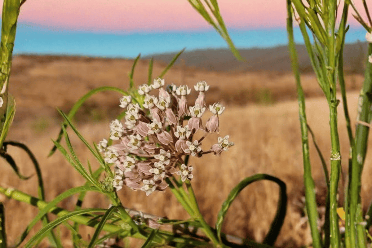 Narrow Leaf Milkweed Asclepias fascicularis — 1 Live Plant in 4-Inch Pot