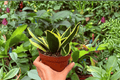 Sansevieria Hahnii Lotus - 2 Live 4-Inch Pot Plants (Exact Plants) | Bird's Nest Snake Plant
