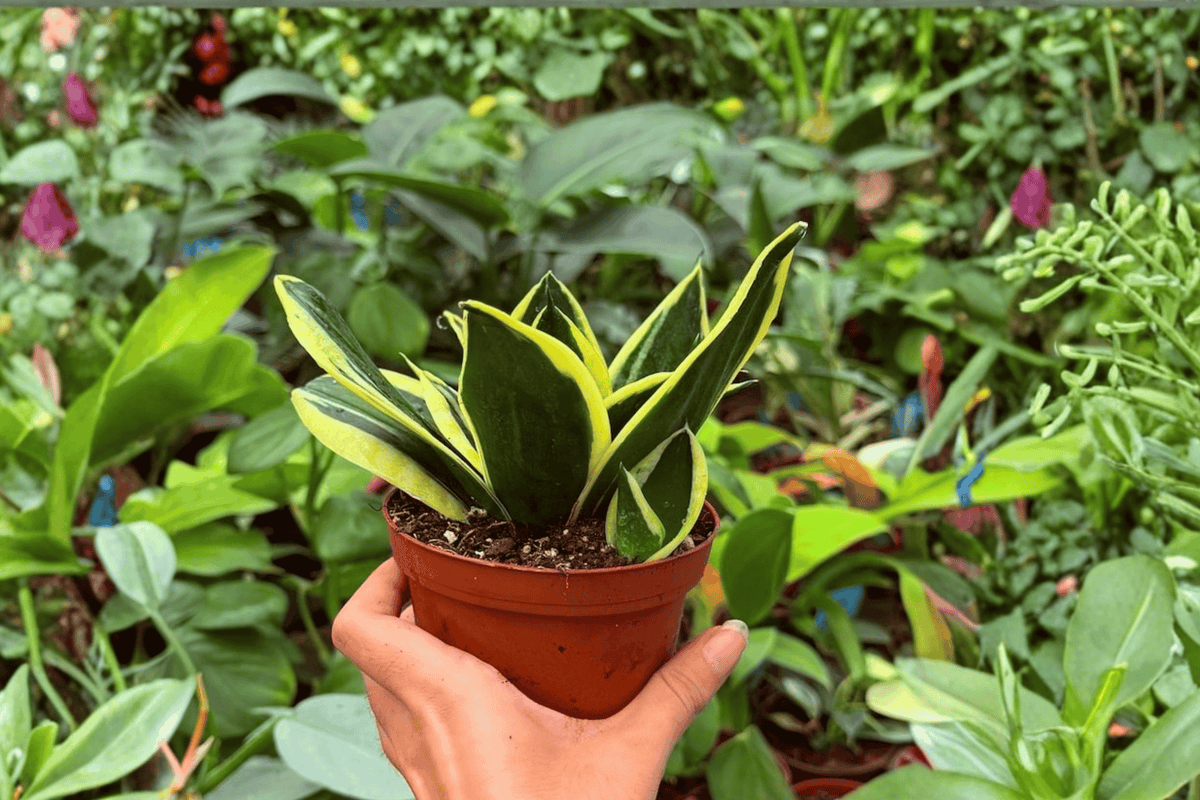 Sansevieria Hahnii Lotus - 2 Live 4-Inch Pot Plants (Exact Plants) | Bird's Nest Snake Plant