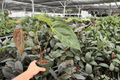 Anthurium Black Sweet x Portillae - 2 Exact Live Plants in 4-Inch Pots