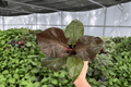Philodendron Red Heart - 2 Live Plants in 4-Inch Pots (Red Heart)