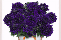 Verbena Empress Flair Violet Blue Live Plant - 4-Inch Pot