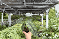 Alocasia Dragon Scale (Alocasia baginda 'Dragon Scale') - 2 Live Plants in 4-Inch Pots