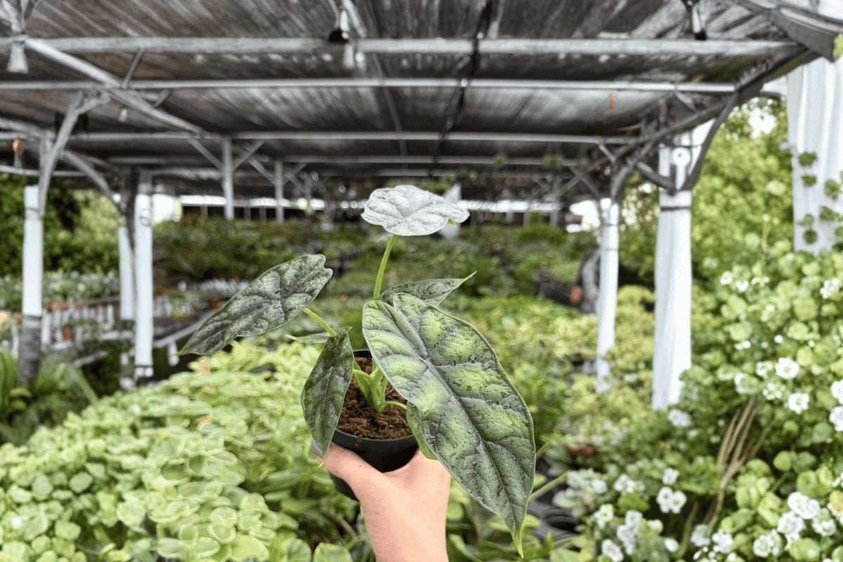 Alocasia Dragon Scale (Alocasia baginda 'Dragon Scale') - 2 Live Plants in 4-Inch Pots