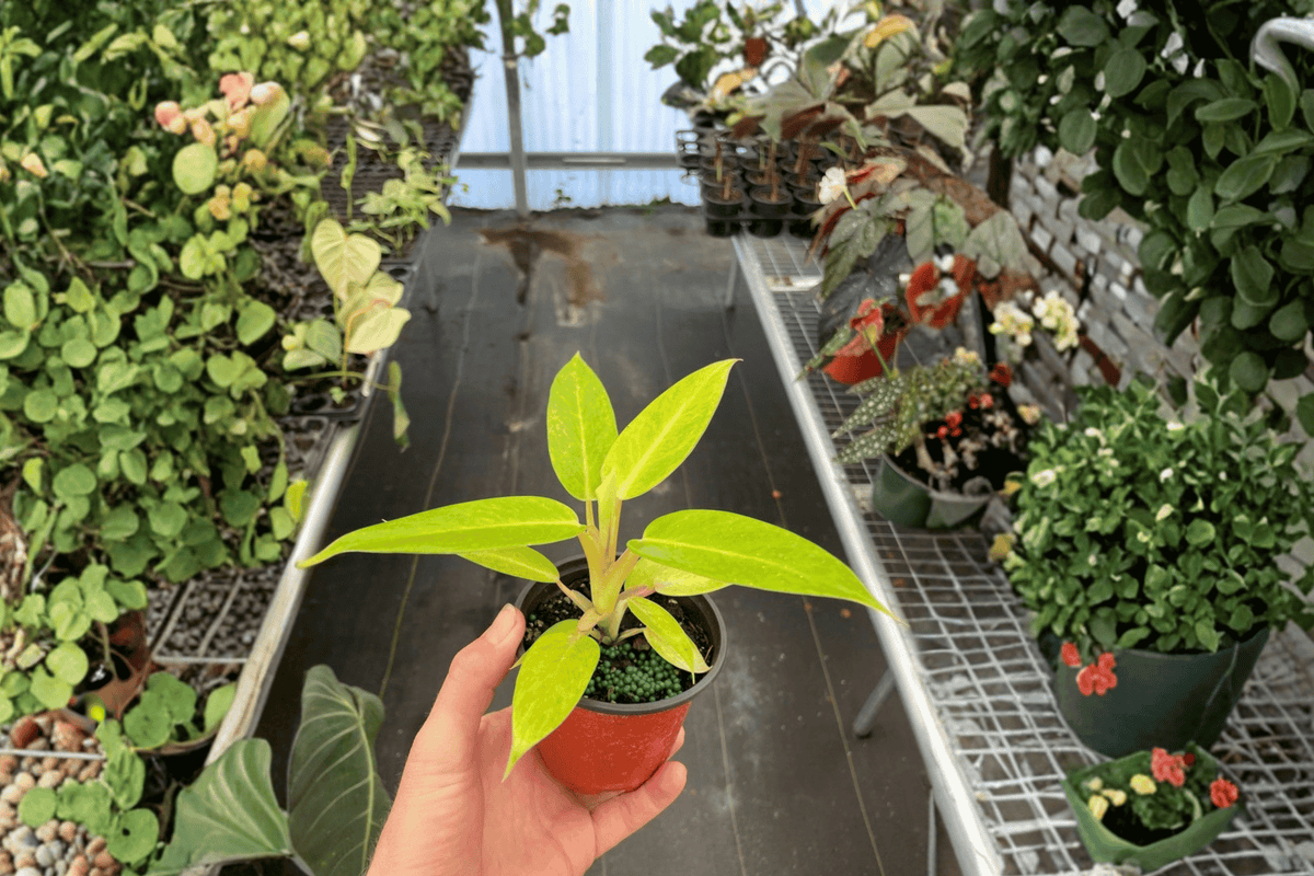 Philodendron Calkins Gold - 2 Live Plants in 4-Inch Pots