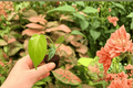Monstera Deliciosa Bulbasaur 2-Plant Starter Set | Live Plants