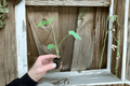 Jack's Giant Elephant Ear Colocasia gigantea - 2 Live Starter Plants (2-inch) Bare Root w/ Soil Pod