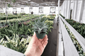 Haworthia Miami 2 Live Starter Plants - 2-Inch Pots