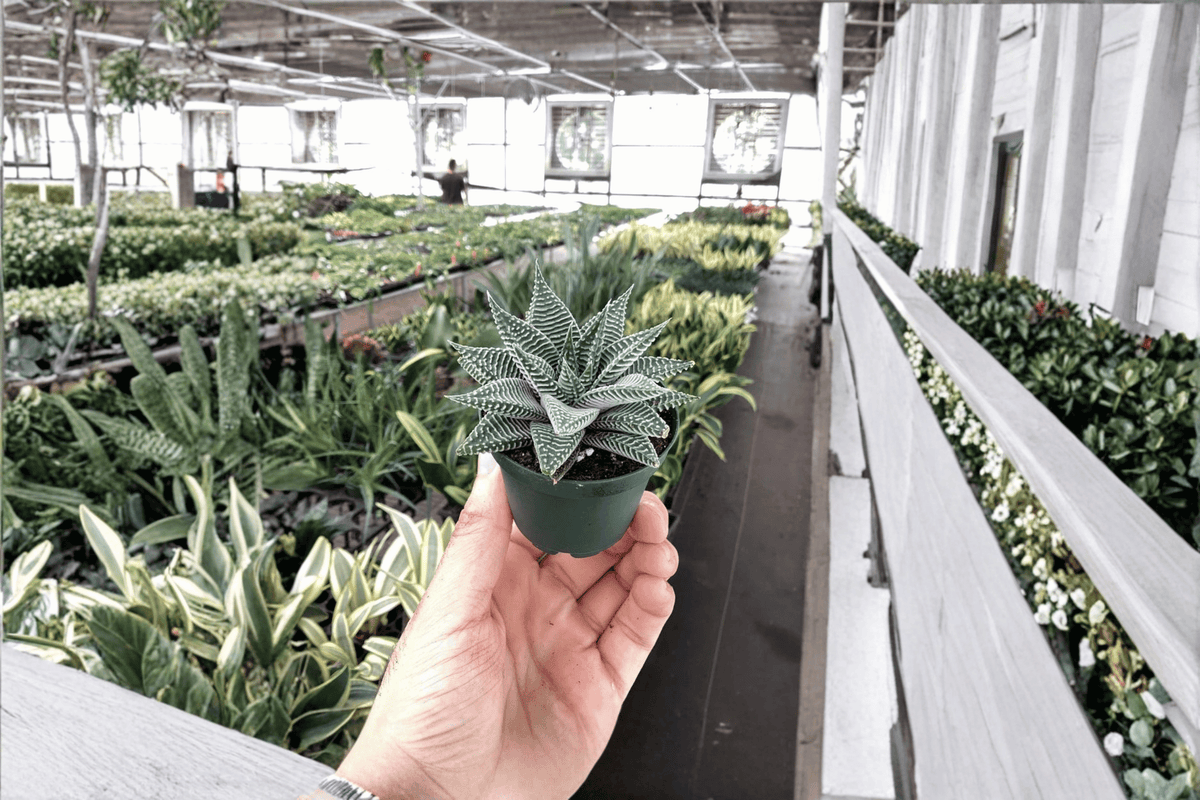 Haworthia Miami 2 Live Starter Plants - 2-Inch Pots
