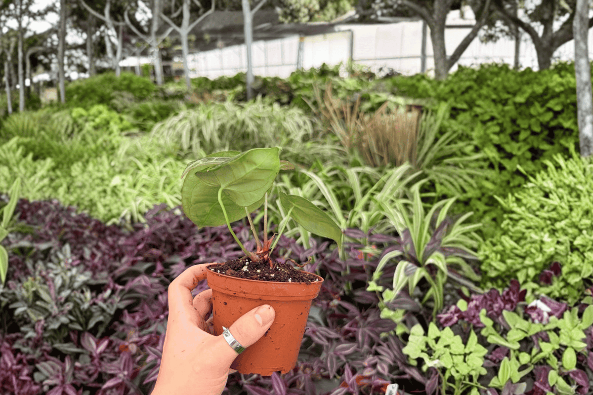 Anthurium Hoffmannii x Green Mamba Live Plant Pair | 4-Inch Pots