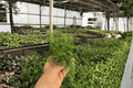White Rabbit's Foot Fern Starter Plants - 2 Bare Root Davallia fejeensis 'White Rabbit'