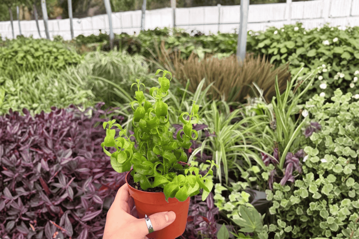 Curly Rasta Lipstick Plant (Aeschynanthus ‘Rasta’) - 2 Exact Live Plants in 4" Pots