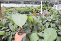 Alocasia Dark Star - 2 Exact Live Plants in 4-Inch Pots