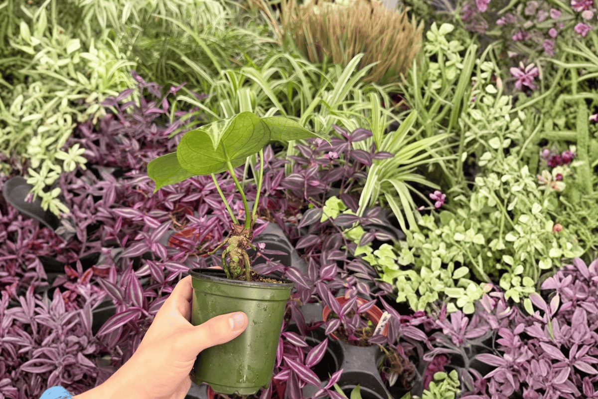 Anthurium Hoffmannii × Crystallinum – 4-Inch Bare-Root Live Plants (2) Exact Plants Pictured