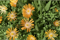 Orange Crush Ice Plant Delosperma 'Orange Crush' | 4-Inch Live Plant