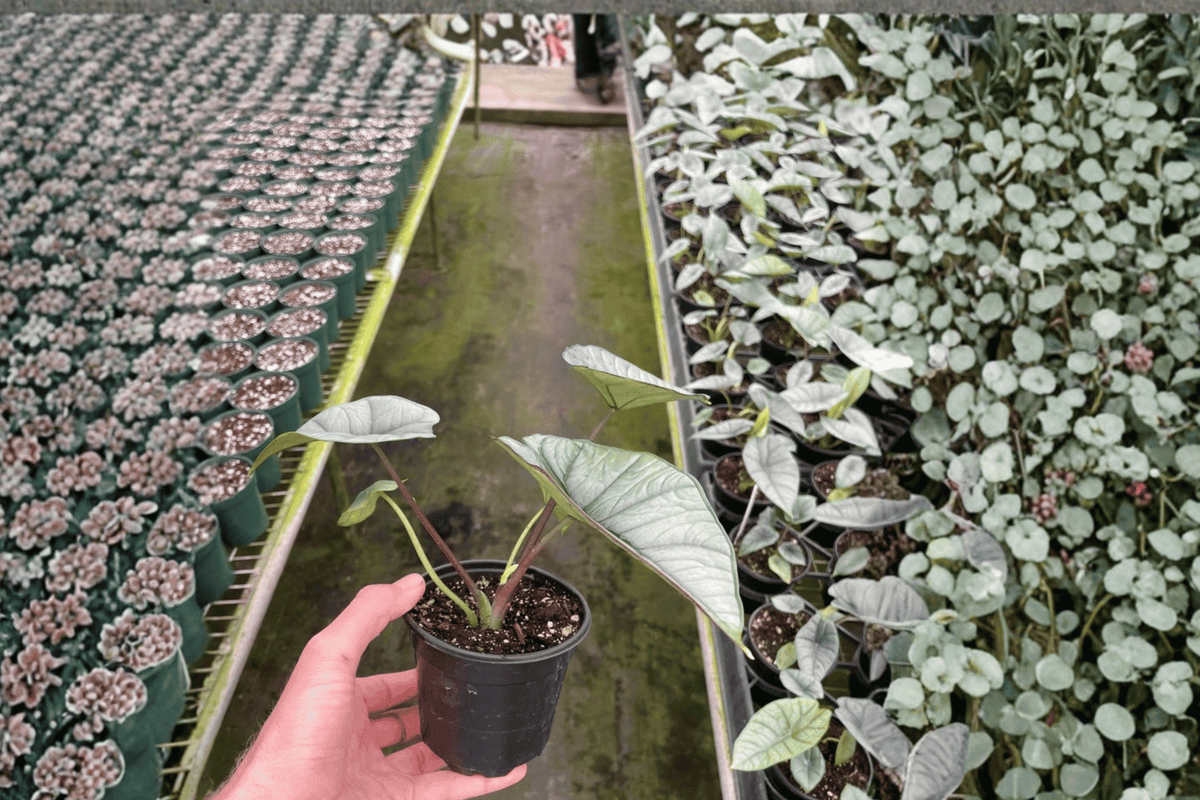 Alocasia Platinum / Bisma - 2 Live Plants in 4-Inch Bare-Root Pot (No Pot Included)
