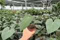 Anthurium Portillae x Papi - 2 Live 4-Inch Pots | Tropical Ornamental Aroid