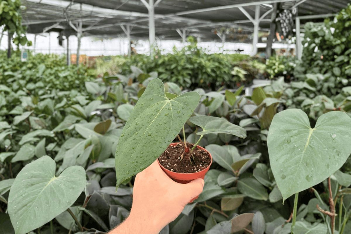 Anthurium Portillae x Papi - 2 Live 4-Inch Pots | Tropical Ornamental Aroid