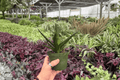 Aloe Black Gem - 2 Exact Live Plants in 4-Inch Pots