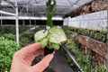 Syngonium 'Moonshine' Starter Plants (2) - Bare Root, Arrowhead Plant