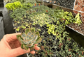 Echeveria Blue Speed Starter Plants (2) in 2-Inch Pots - Fully Established Roots