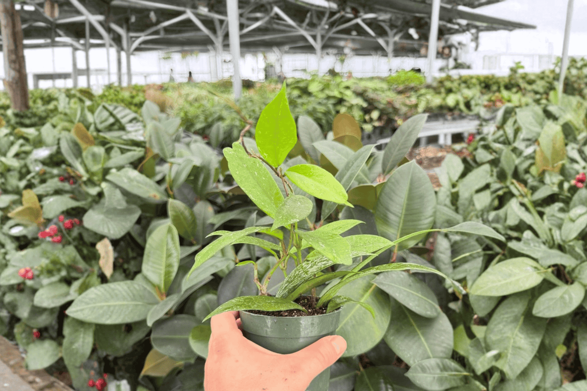 Hoya Pubicalyx Splash 2 Live Plants – 4-Inch Pots (Exact Plants)