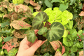 Variegated Begonia Soli-Mutata - 2 Live Starter Plants (Begonia soli-mutata) in Soil Pod
