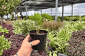 Alocasia Platinum Bisma (Bisma) - 2 Live Plants in 4-Inch Pots