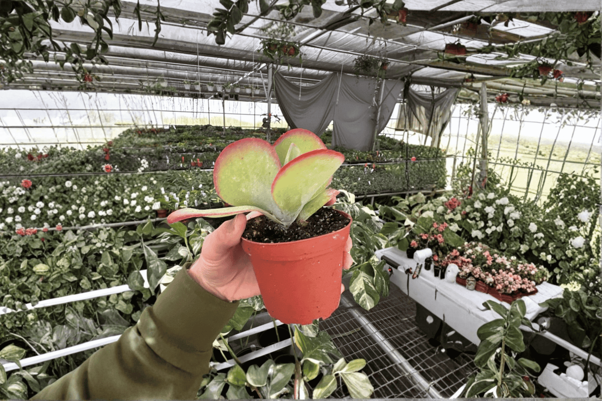 Kalanchoe Flapjack (Kalanchoe luciae) - 2 Live Plants, 4-Inch Pot (Shipping Pot to be Verified)