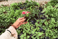 Aglaonema Sunrise Red Starter Live Plants – 2-Pack, 2-In, Soil Pod