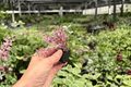 Tradescantia Pink Panther Starter Plants (2) - Plug Cuttings