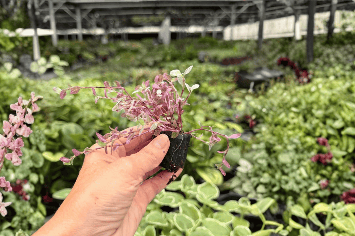 Tradescantia Pink Panther Starter Plants (2) - Plug Cuttings
