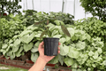 Alocasia Dragon Wings (Dragon Scale x Scalprum) - 2 Live Plants in 4-Inch Pots