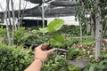 Red Planet Hibiscus 2 Live Starter Plants - 2-Inch Bare Root