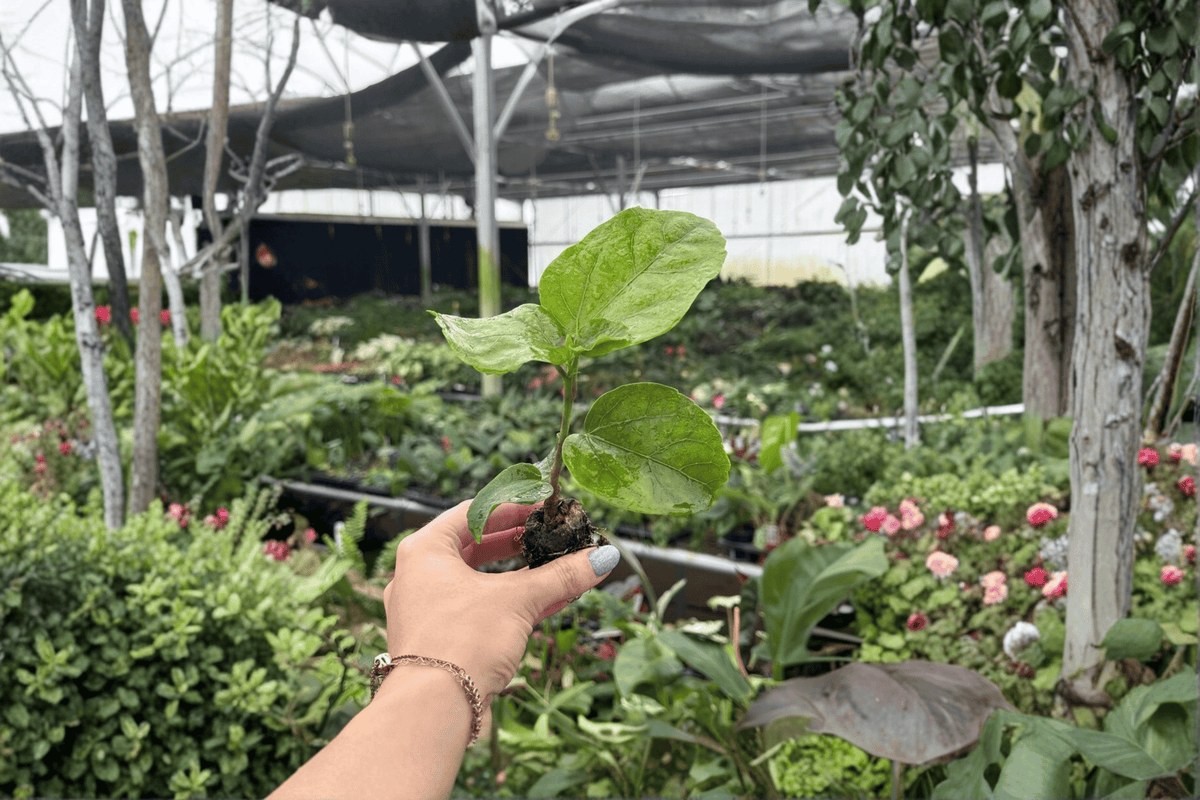 Red Planet Hibiscus 2 Live Starter Plants - 2-Inch Bare Root