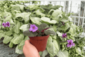 Buckeye Country Gal African Violet (Streptocarpus ionanthus) 4-inch Bare Root Live Plants - 2 Exact Plants