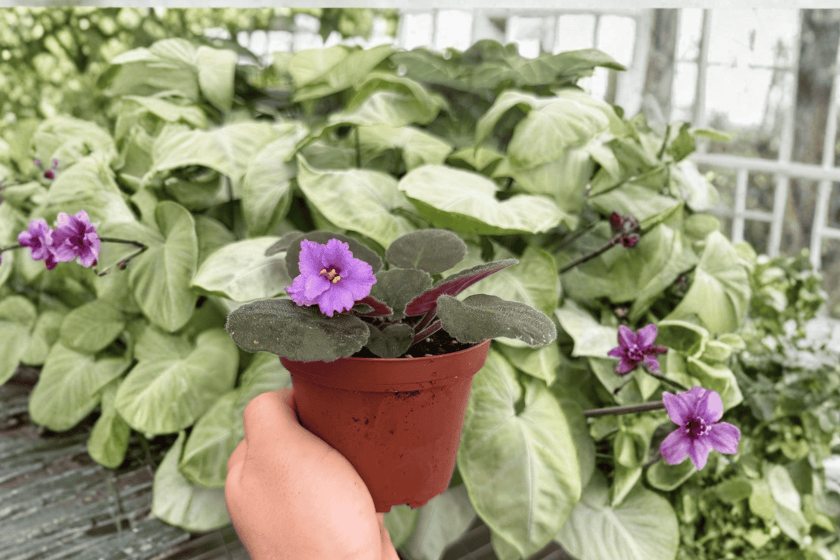Buckeye Country Gal African Violet (Streptocarpus ionanthus) 4-inch Bare Root Live Plants - 2 Exact Plants