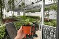 Calathea Vittata Goeppertia elliptica 'Vittata' – 2 Live 4-Inch Pot Plants