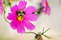 Bee Pink Buzz Beggarticks (Bidens 'Bee Pink Buzz') 4-Inch Live Plant