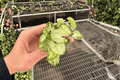 Syngonium Shorty 2 Starter Live Plants | Compact Tropical Foliage Hybrid
