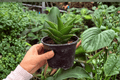 Sansevieria Jewel Crown – 2 Exact Live Plants in 4-Inch Pots