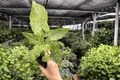 Alocasia Odora Batik Snow Variegated 2-Pack | 4-Inch Pots | Live Plants