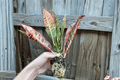 Petra Croton Starter Plants (2) - Codiaeum variegatum 'Petra' | 2-Inch Pots, Unpotted