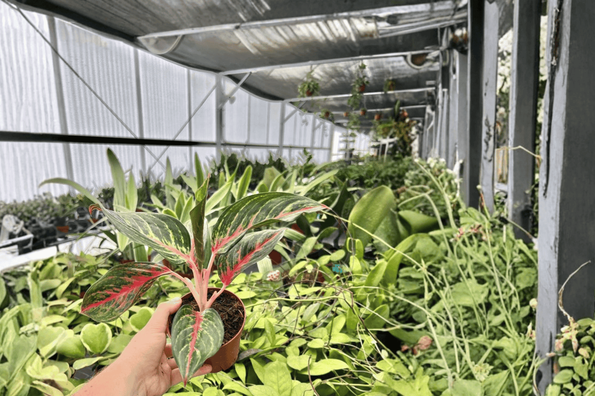 Aglaonema 'Red Borju' Live Plants in 4-Inch Pots | 2-Pack