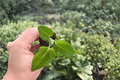 Anthurium Crystal × Magnificum Jakarta Starter Plants (2) | Live Plugs
